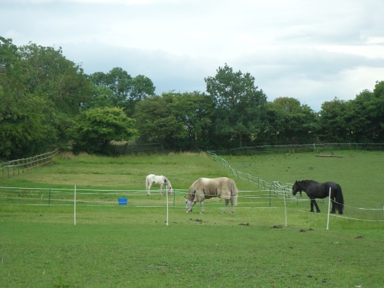 Horses_field