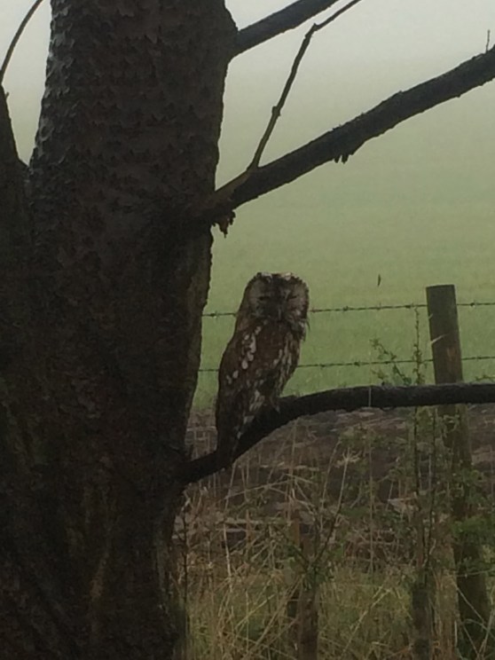 Owl at Dalton