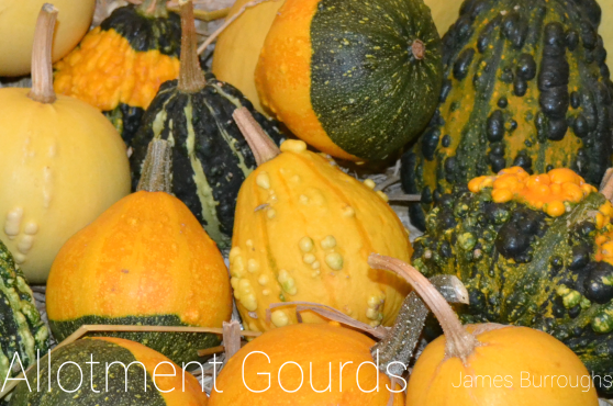 Grown by Steve Burroughs